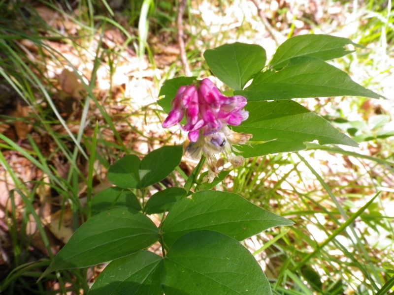 Piccolo arbusto: Lathyrus venetus